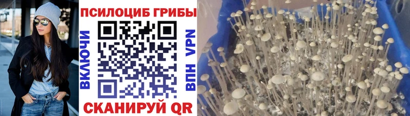 Купить где  Кизилюрт  Псилоцибиновые грибы прущие грибы 